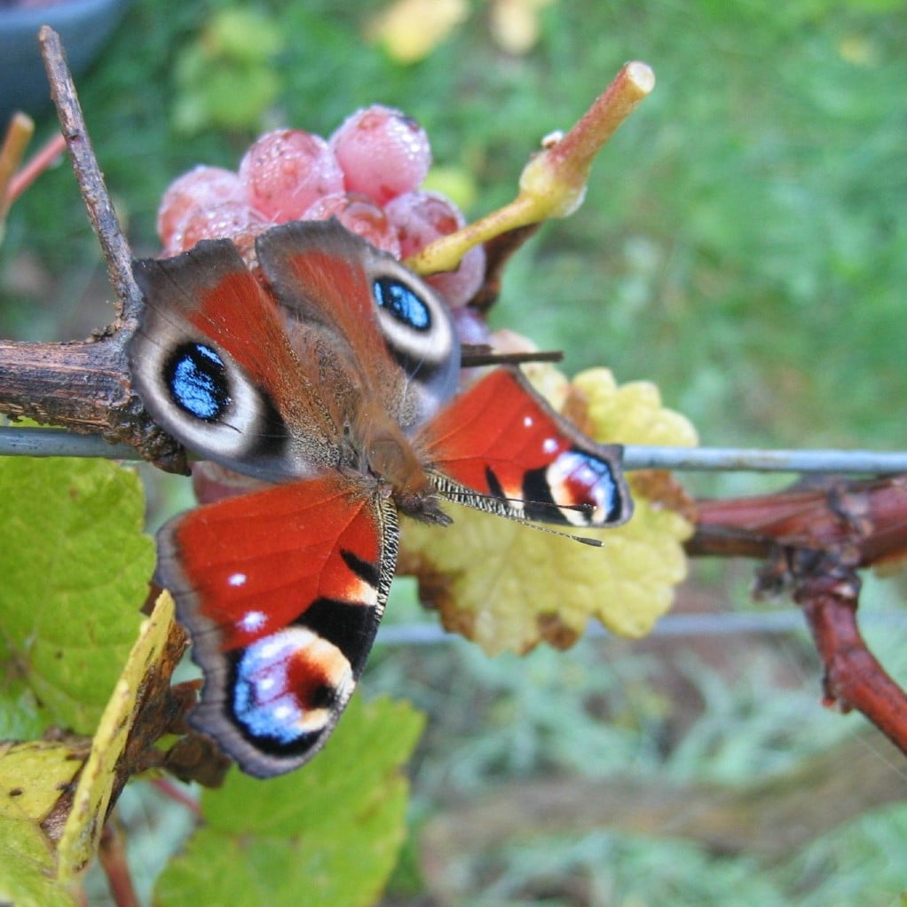 Papillon su grappe de Gewurztraminer